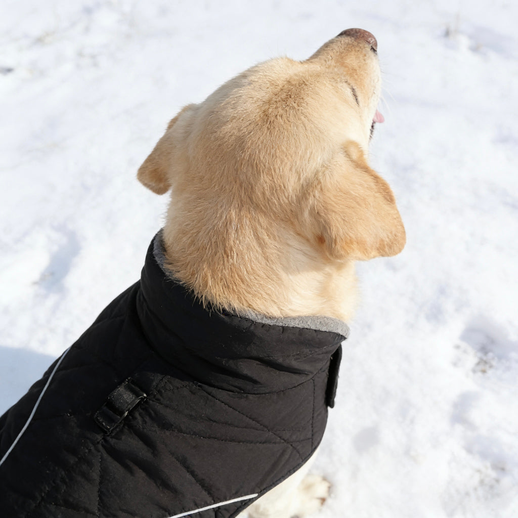 ARIMO “Alpine Shield” Waterproof Winter Dog Coat