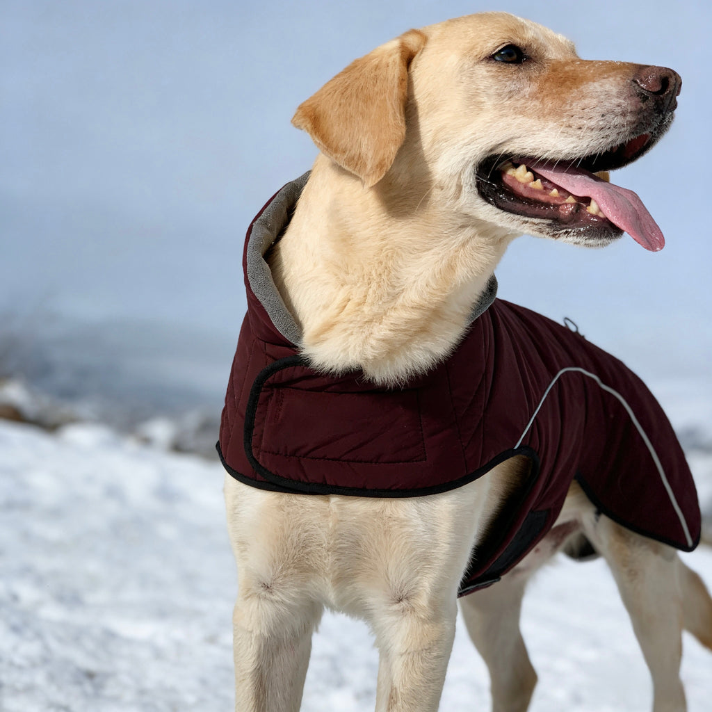 ARIMO “Alpine Shield” Waterproof Winter Dog Coat