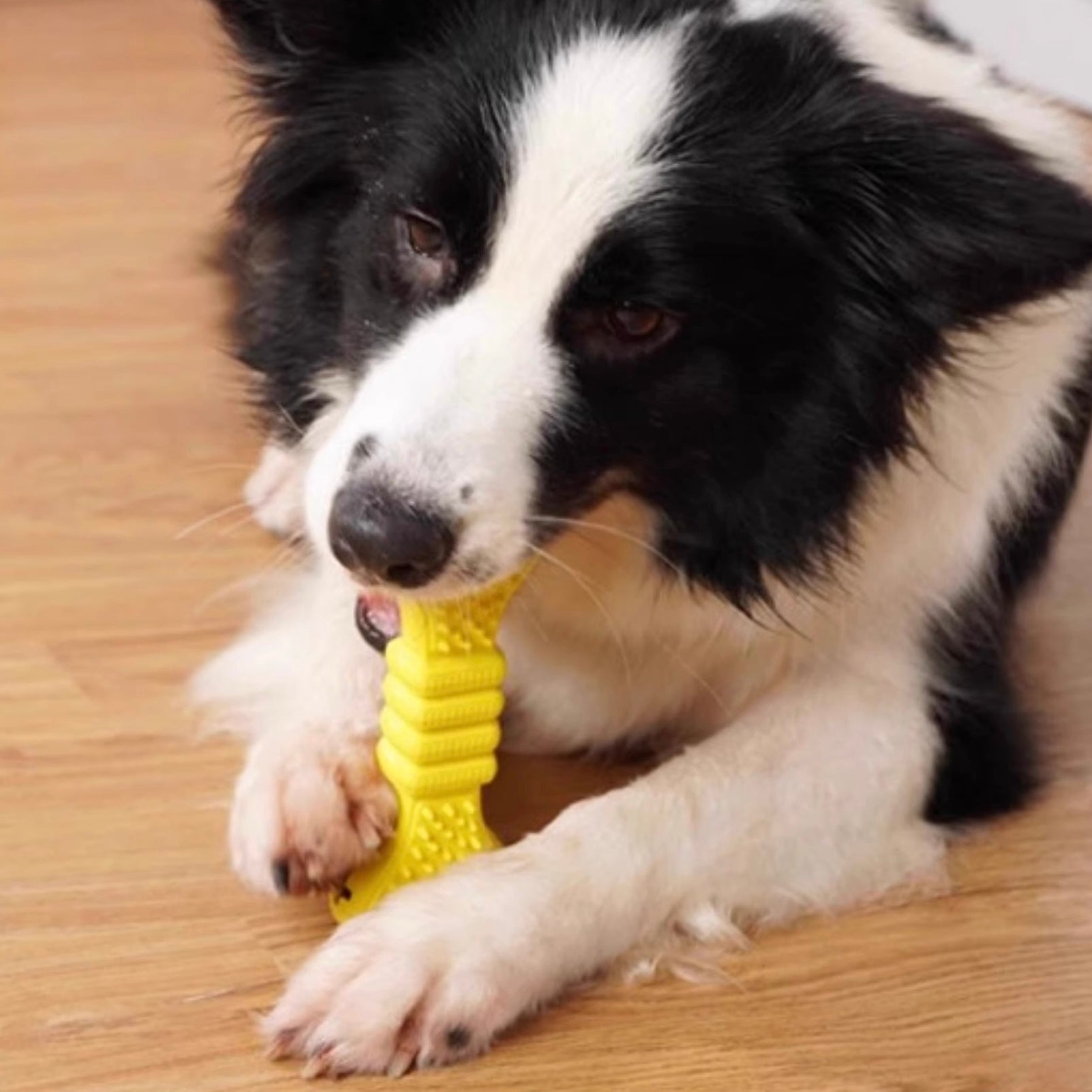 Dental Bone Toy