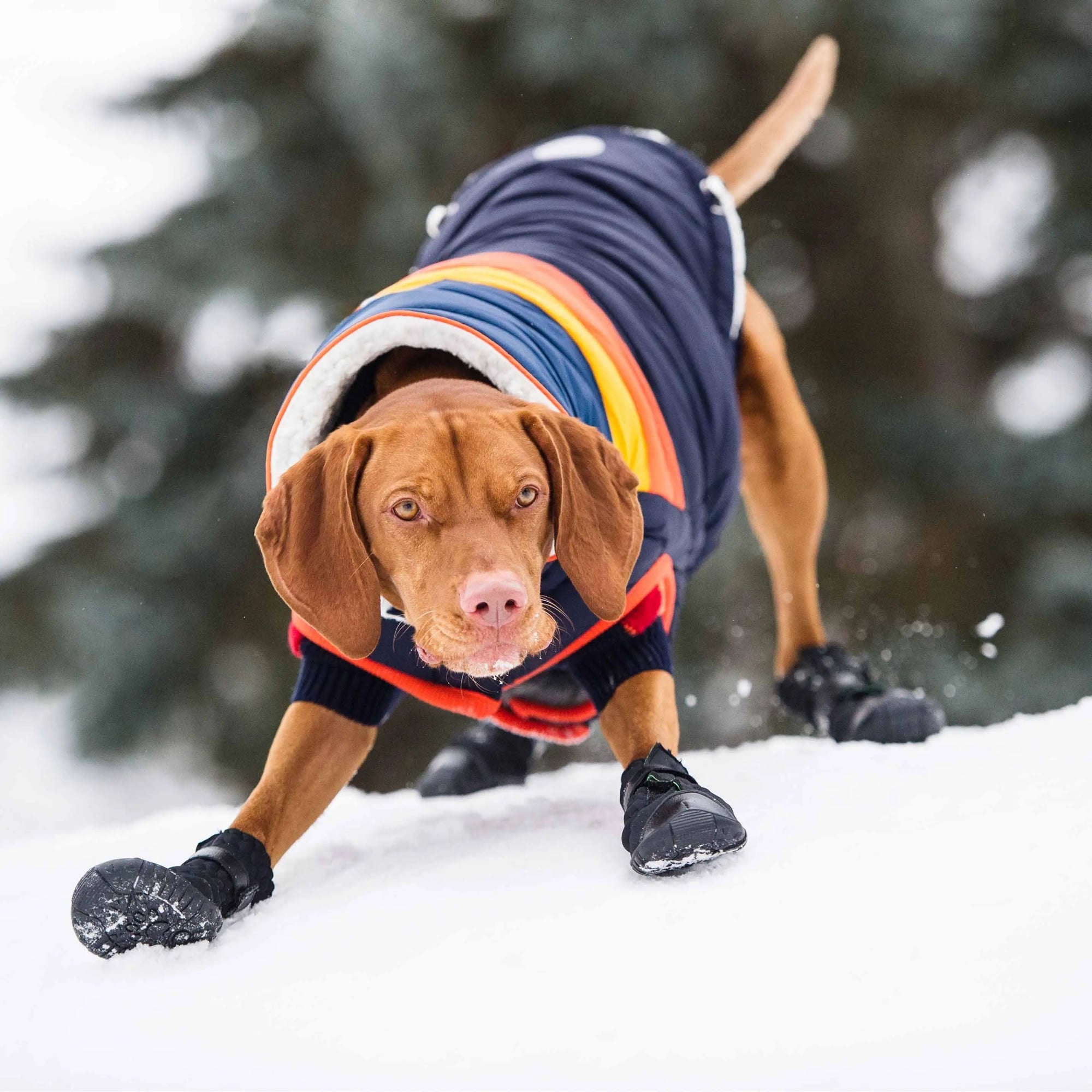 Elasto-Fit Winter Dog Boots — Waterproof & Stretchy