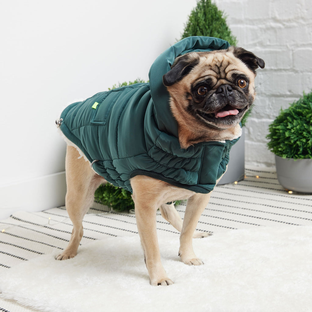 ARIMO “Super Puff” Dog Parka — Teal