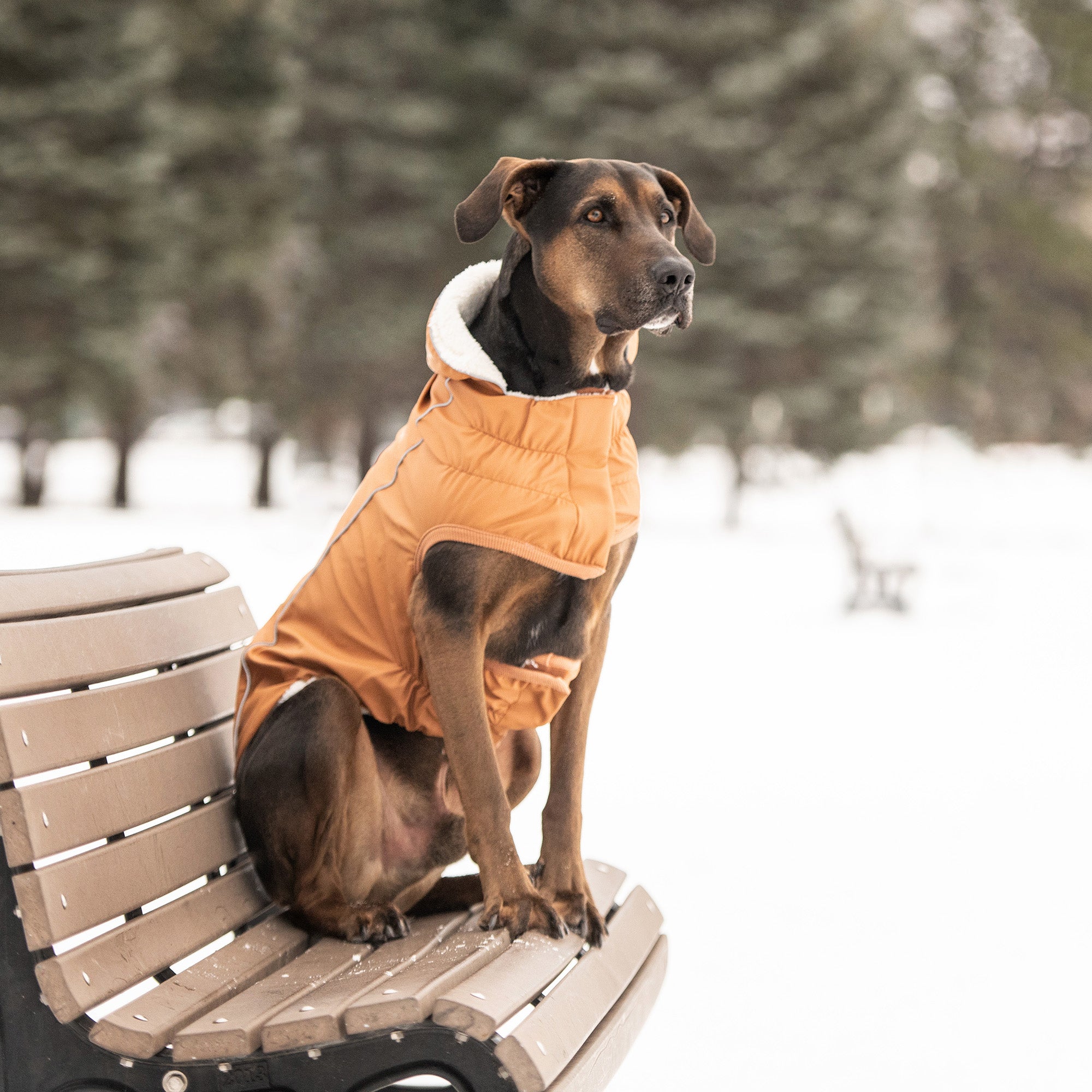 ARIMO “Warm Hazel Sherpa” Dog Coat