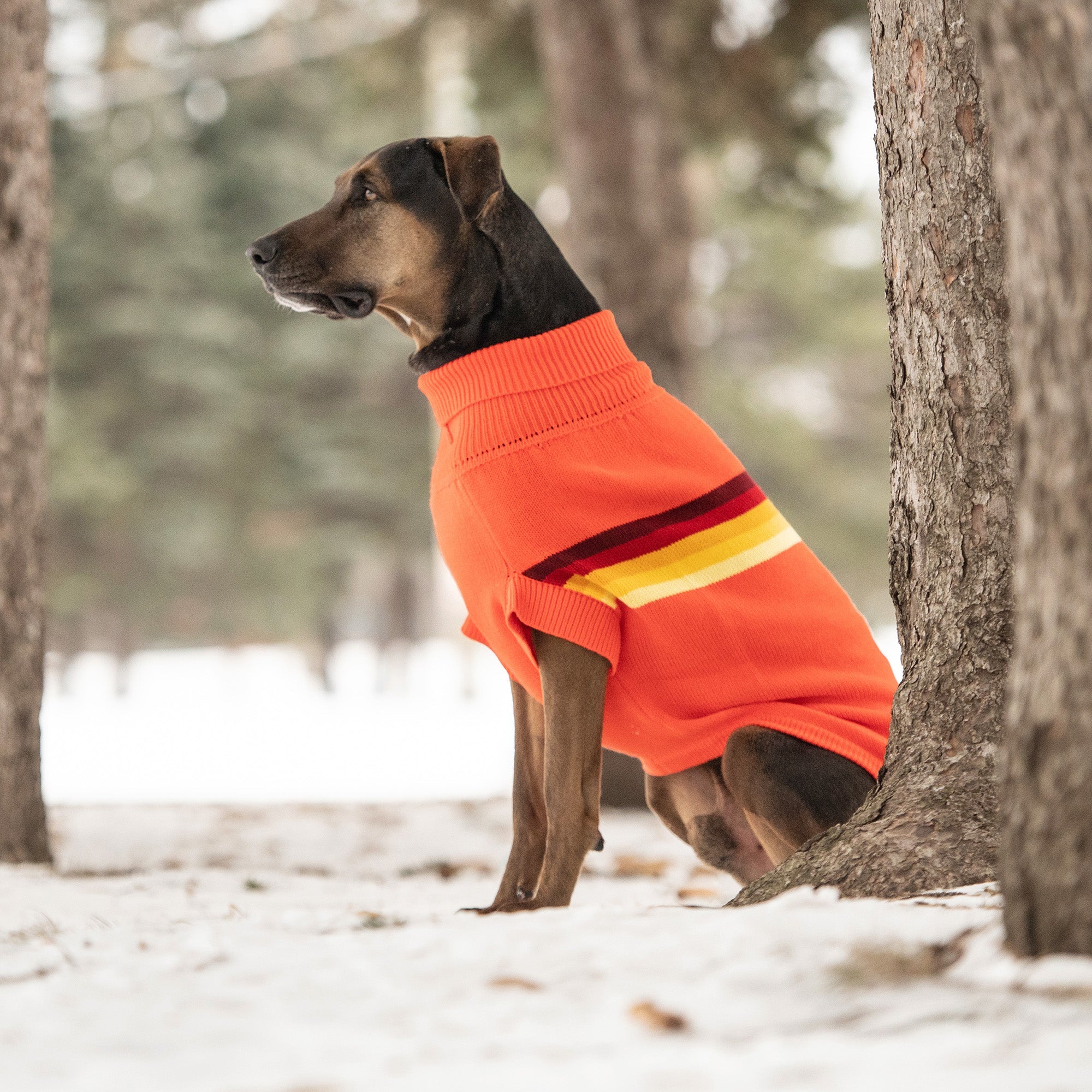 ARIMO “Retro Stripe” Dog Sweater — Orange