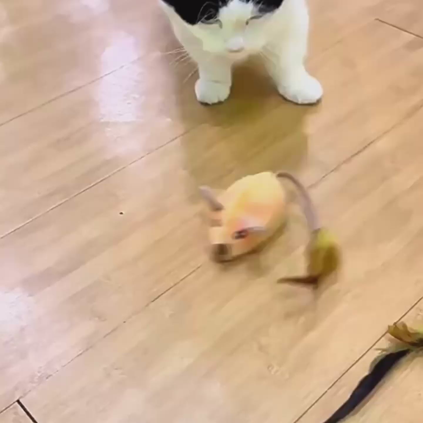 Smart Interactive USB-Charging Cat Mouse Toy