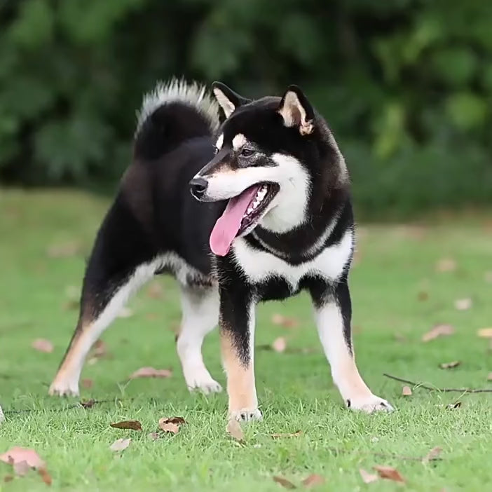 Dog Chest & Back Reflective Commuter Harness with Handle