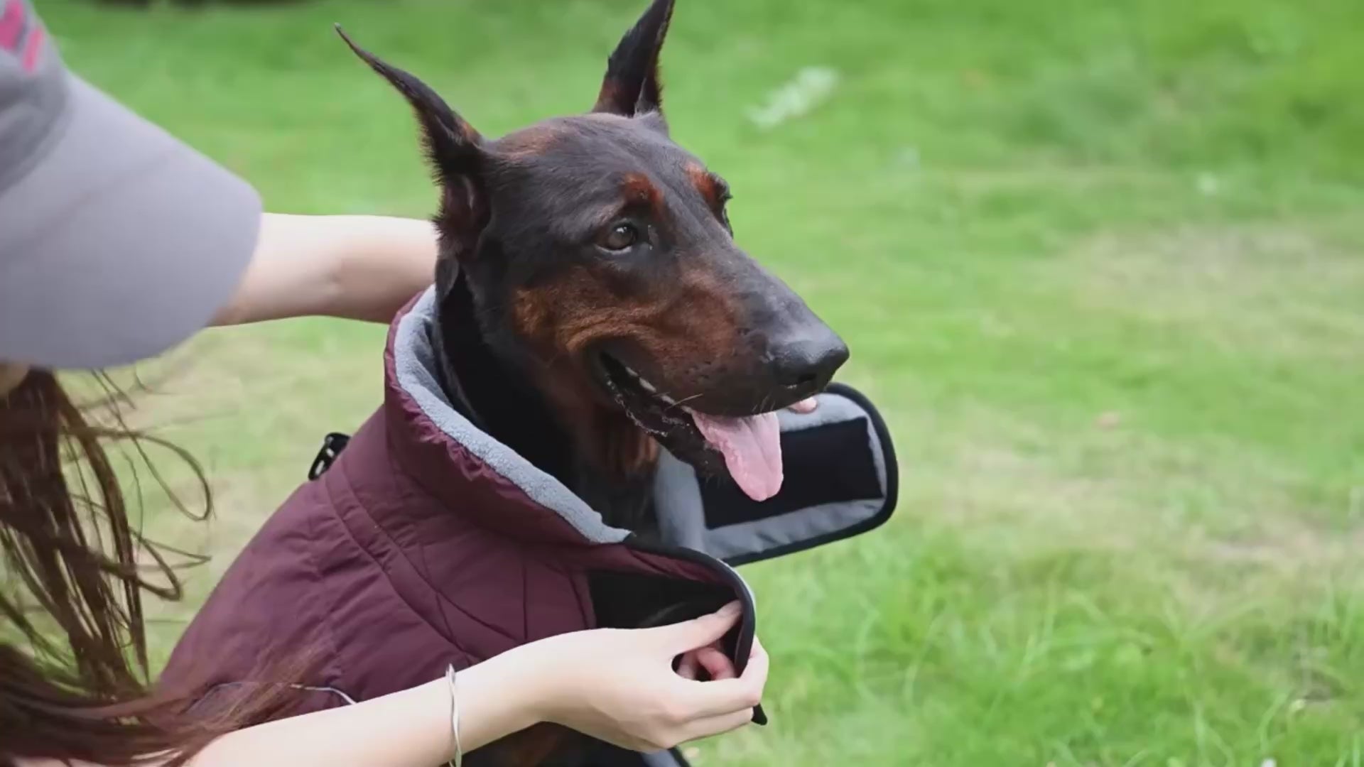 ARIMO “Alpine Shield” Waterproof Winter Dog Coat