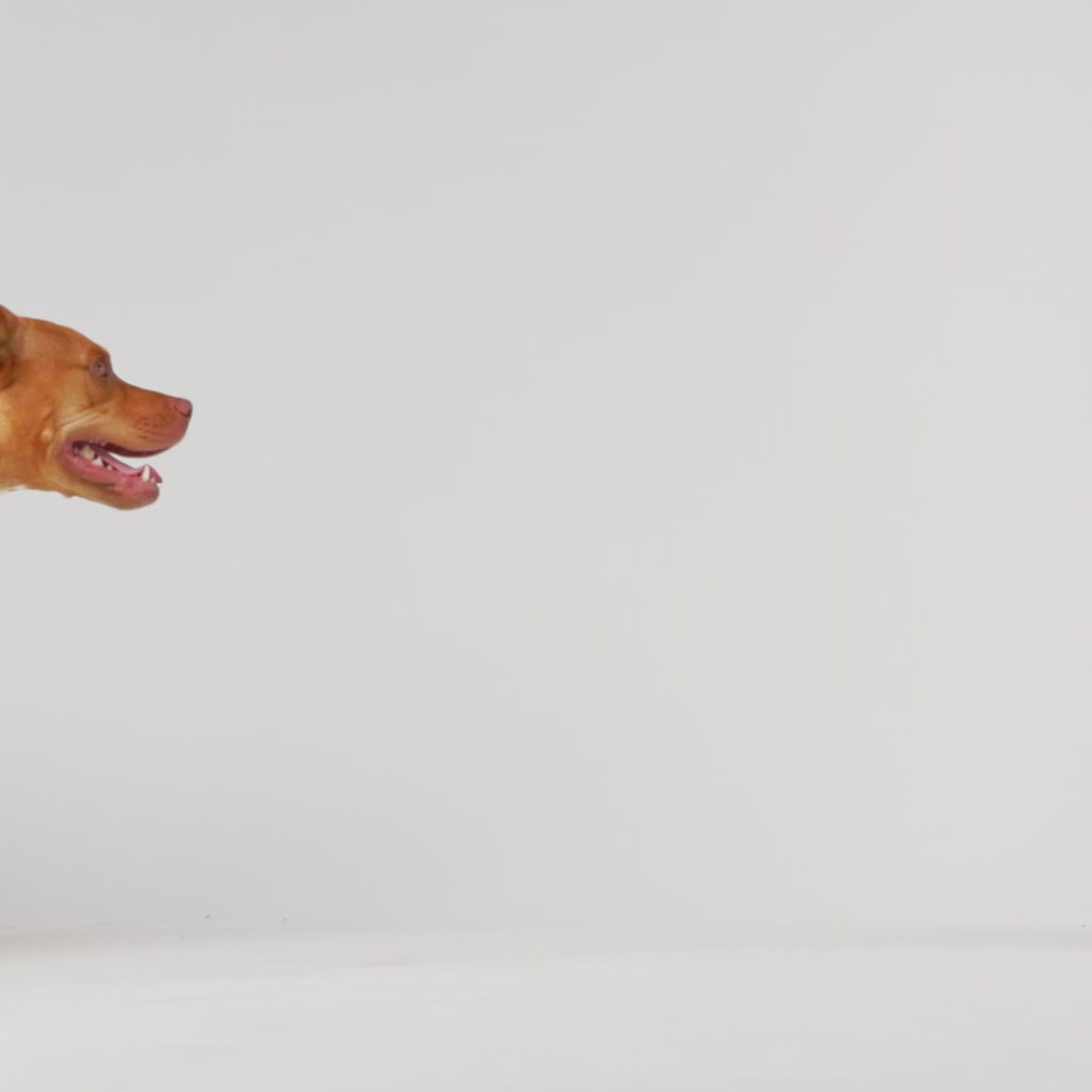 ARIMO “Reversible Rainshield” Dog Raincoat