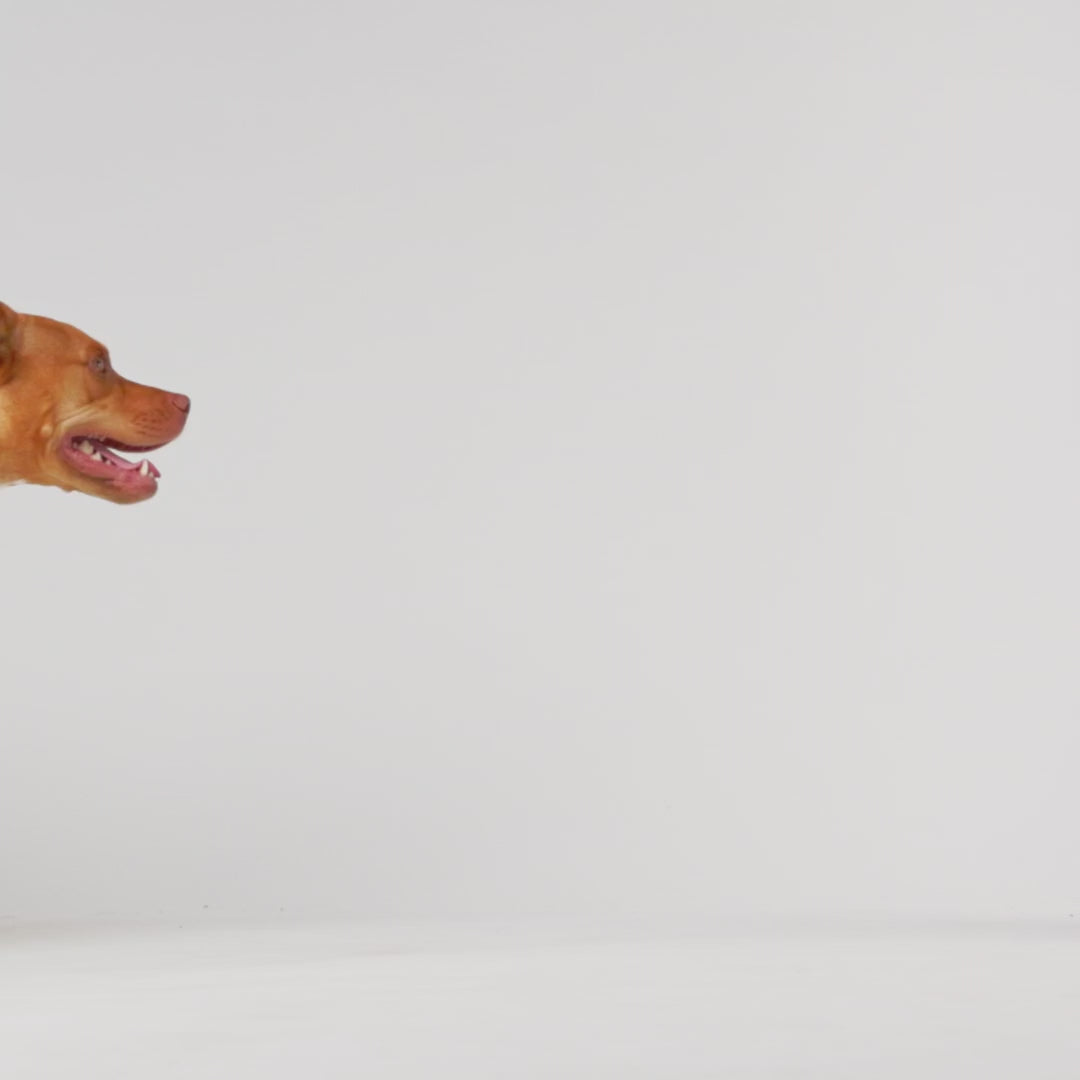 ARIMO “Reversible Rainshield” Dog Raincoat